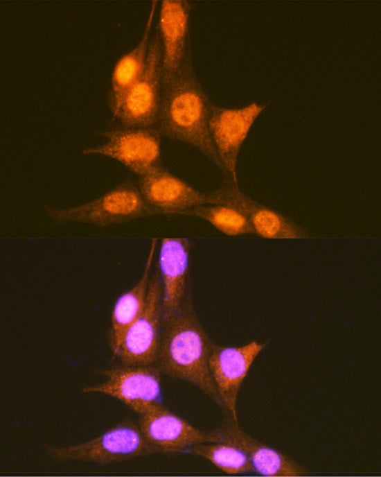 hnRNP E1/PCBP1 Rabbit pAb