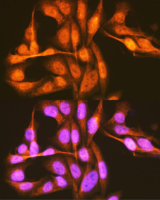 hnRNP E1/PCBP1 Rabbit pAb
