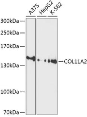 COL11A2 Rabbit pAb