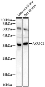 AKR1C2 Rabbit pAb