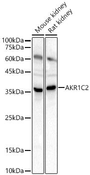 AKR1C2 Rabbit pAb