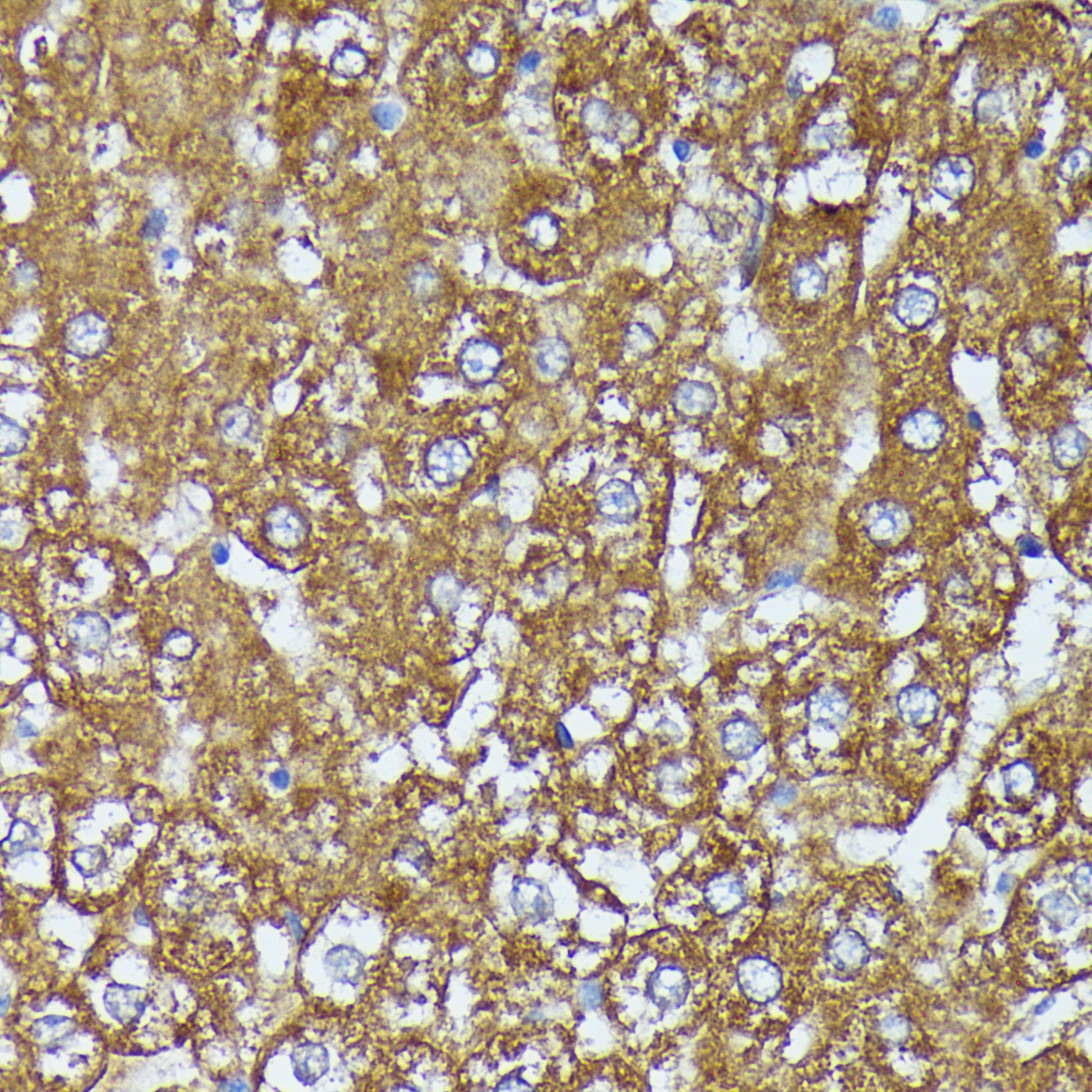 AKR1C2 Rabbit pAb