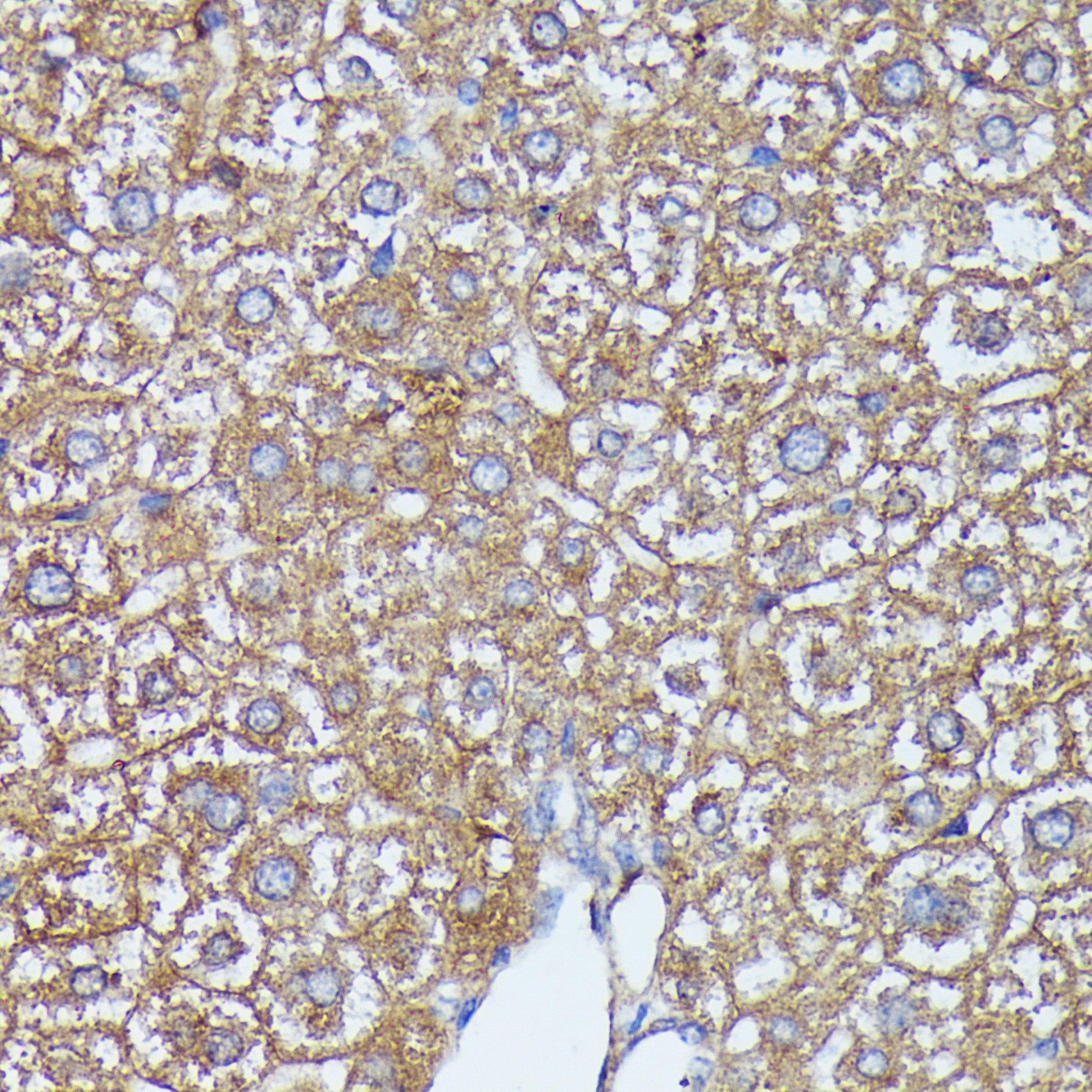 AKR1C2 Rabbit pAb