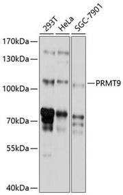 PRMT9 Rabbit pAb
