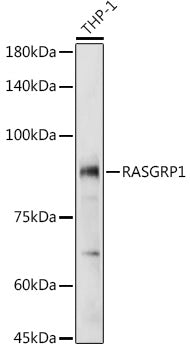 RASGRP1 Rabbit pAb