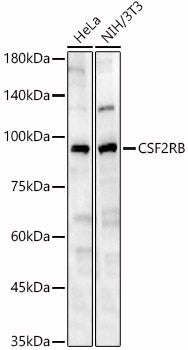CSF2RB Rabbit pAb