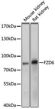 FZD6 Rabbit pAb