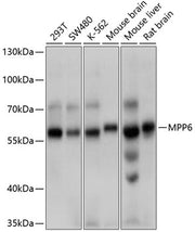 MPP6 Rabbit pAb