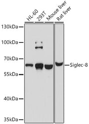 Siglec-8 Rabbit pAb