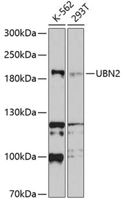 UBN2 Rabbit pAb