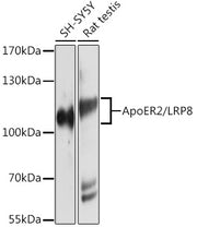 ApoER2/LRP8 Rabbit pAb