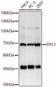DVL1 Rabbit pAb