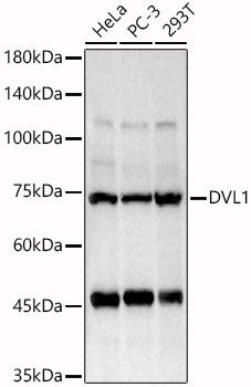 DVL1 Rabbit pAb