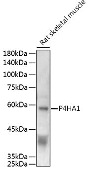 P4HA1 Rabbit pAb