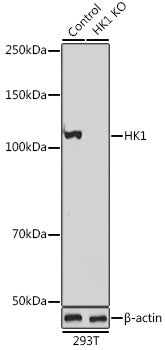 [KO Validated] HK1 Rabbit pAb