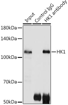[KO Validated] HK1 Rabbit pAb