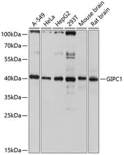 GIPC1 Rabbit pAb