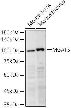 GNT-V/MGAT5 Rabbit pAb