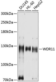 WDR11 Rabbit pAb