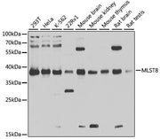 [KD Validated] MLST8 Rabbit pAb