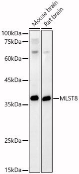 [KD Validated] MLST8 Rabbit pAb