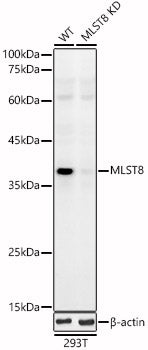 [KD Validated] MLST8 Rabbit pAb