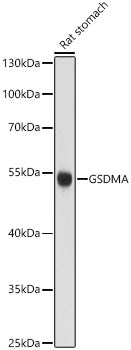 Gsdma Rabbit pAb