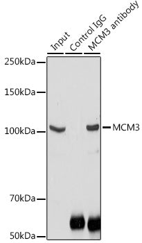 MCM3 Rabbit pAb