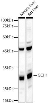 GCH1 Rabbit pAb