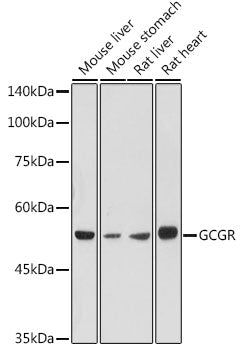 GCGR Rabbit pAb