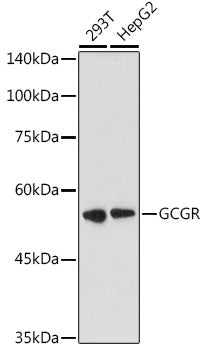 GCGR Rabbit pAb