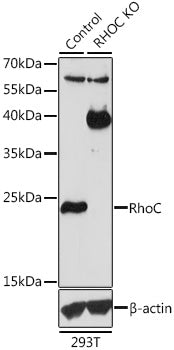 [KO Validated] RhoC Rabbit pAb