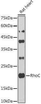 [KO Validated] RhoC Rabbit pAb