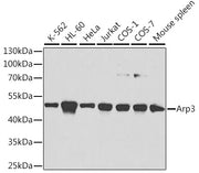 Arp3 Rabbit pAb