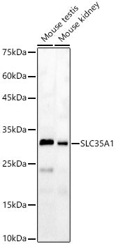 SLC35A1 Rabbit pAb