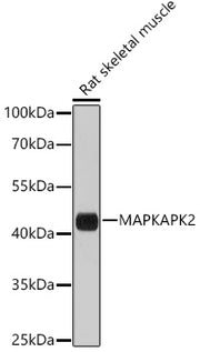 MAPKAPK-2/MK2 Rabbit pAb