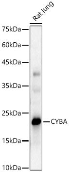 CYBA Rabbit pAb