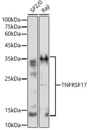 TNFRSF17 Rabbit pAb