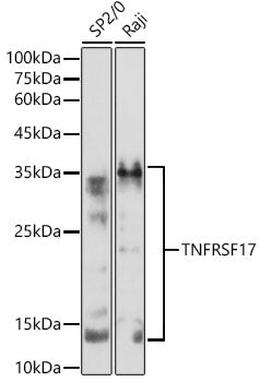 TNFRSF17 Rabbit pAb