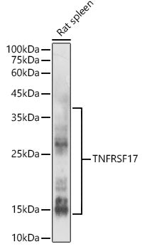 TNFRSF17 Rabbit pAb