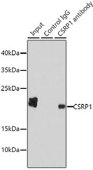 CSRP1 Rabbit pAb