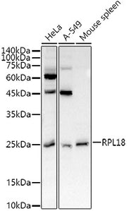 RPL18 Rabbit pAb