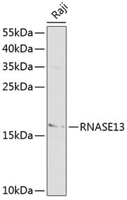 RNASE13 Rabbit pAb