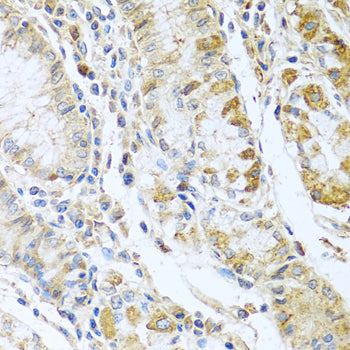 RNASE13 Rabbit pAb