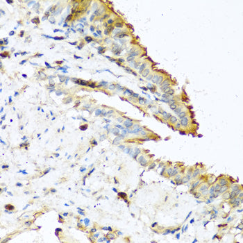 RNASE13 Rabbit pAb