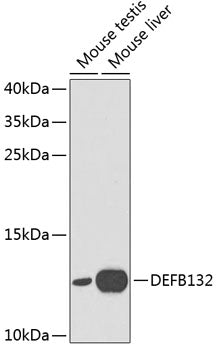 DEFB132 Rabbit pAb