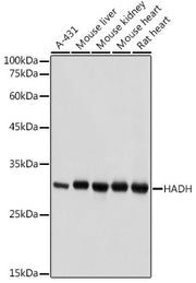 HADH Rabbit pAb