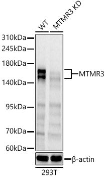 [KD Validated] MTMR3 Rabbit pAb