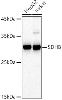 SDHB Rabbit pAb