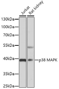 p38 MAPK Rabbit pAb